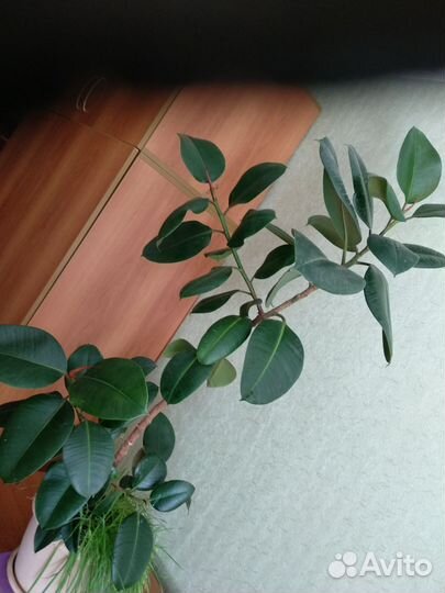 Комнатные растения