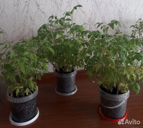 Рассада помидор