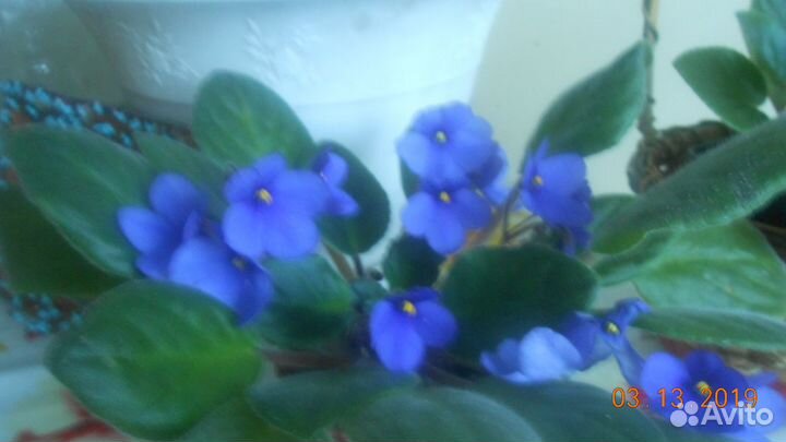 Цветок фиалка