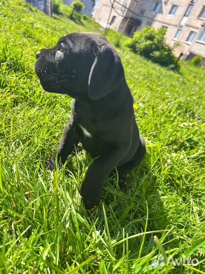 Щенок Кане Корсо