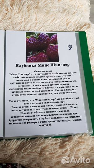 Саженцы клубники Азия,Фурор,Клери,Эми и т.д