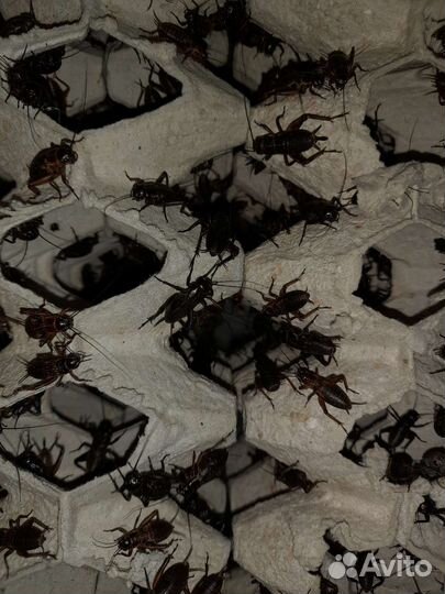 Сверчок живой домовый,двупятнистый,банановый