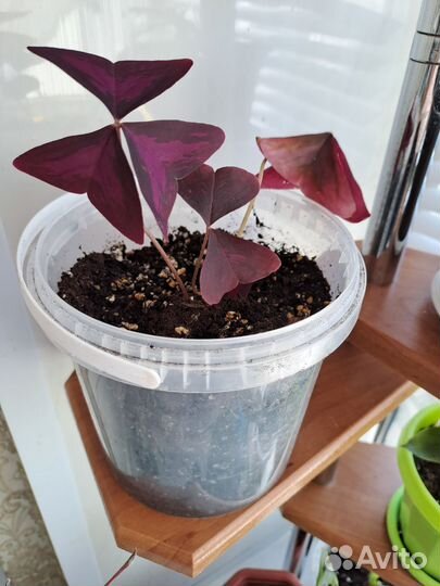 Кислица оксалис