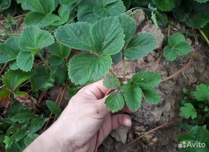 Усы виктории ремонтантной Изабелла