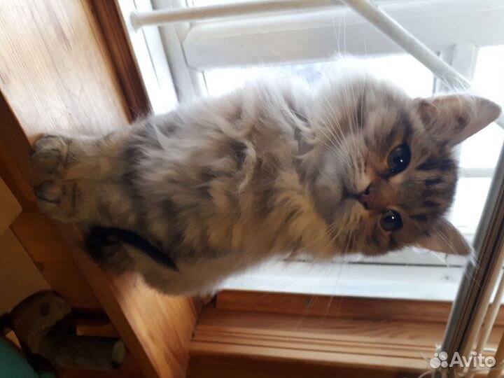 Отдам в добрые руки