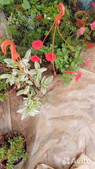 Комнотные и садовые