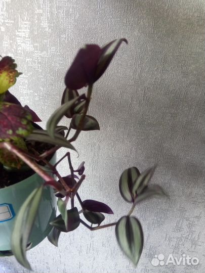 Колеус, традесканция