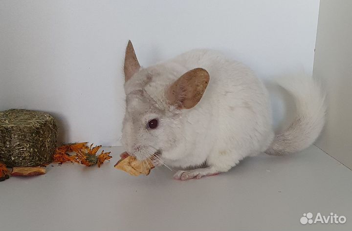 Шиншилленок мальчик бело-розовый 6 мес