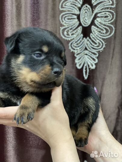 Щенки ротвейлера продажа