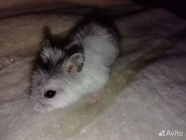 Джунгарский хомяк