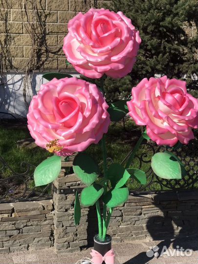 Розы ростовые