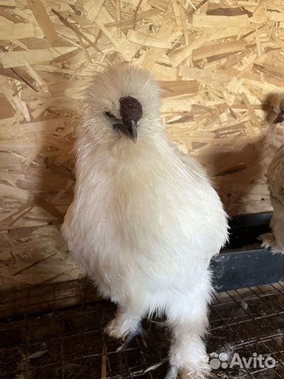 Петушки китайской шелковой