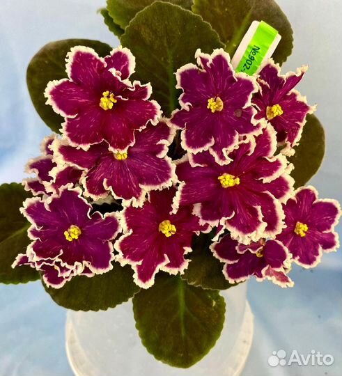 Фиалки сортовые