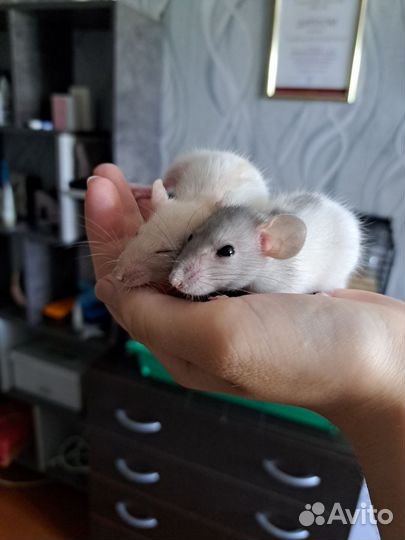 Отдам двух крыс-мальчиков в добрые руки