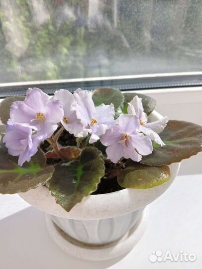 Фиалка в горшке