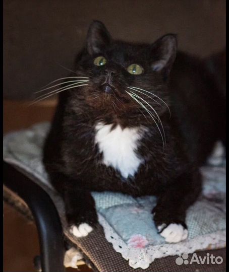 Пожилой котик Сем Семыч ищет дом