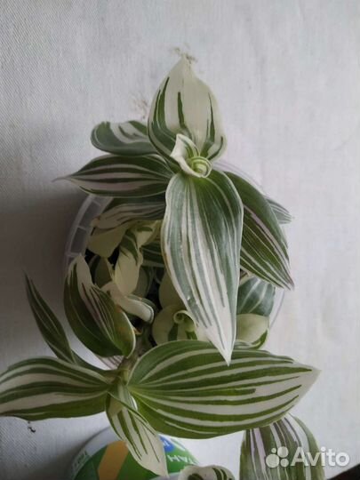 Традесканция