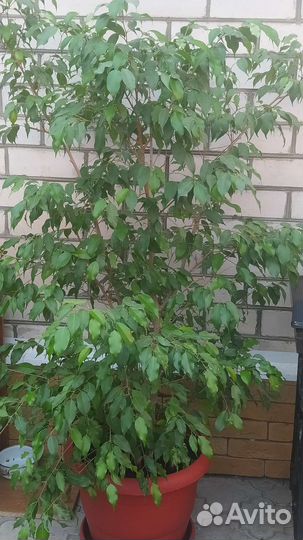 Фикус