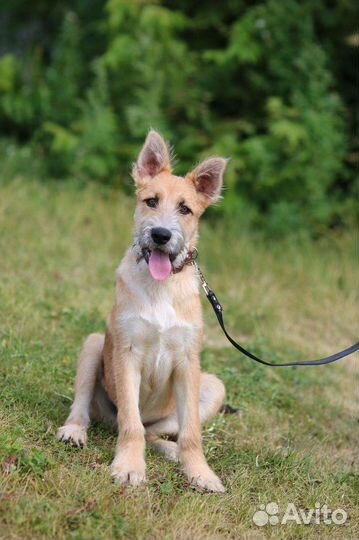 Гриша ищет дом