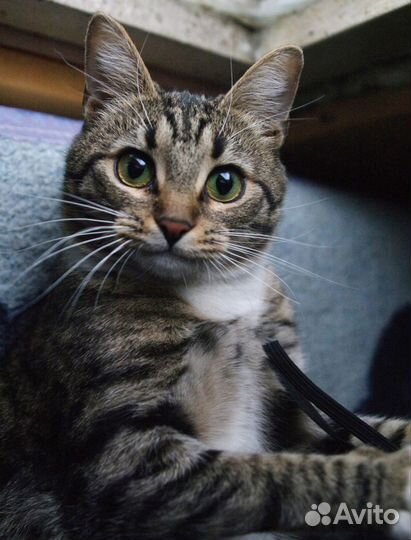 Кошка в добрые руки