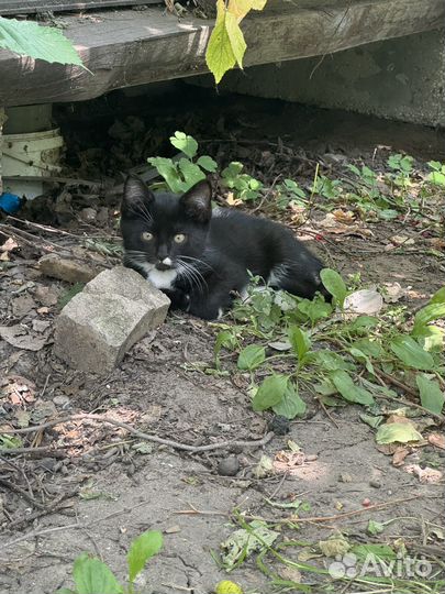 Кошки бесплатно