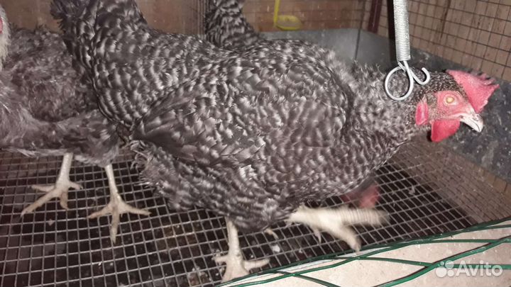 Курочки(несушки),Петухи