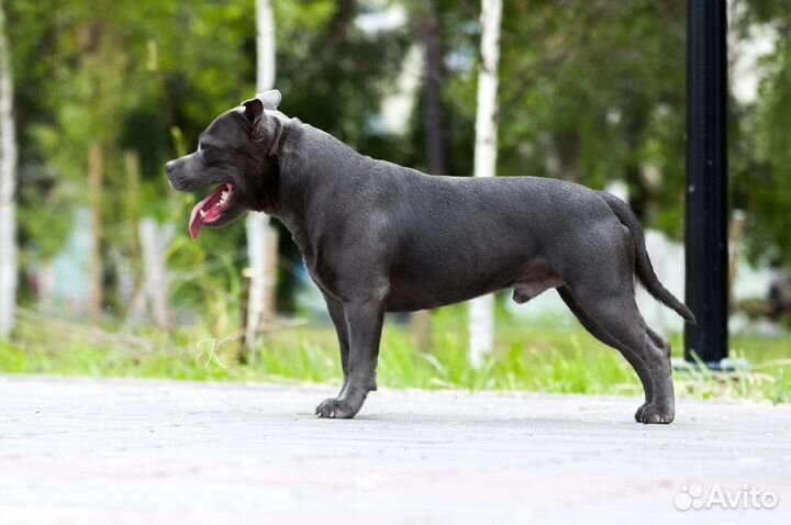 Английский стаффордширский бультерьер