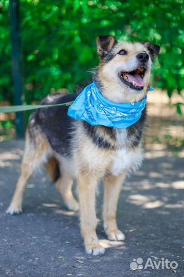 Спасите собаку из клетки