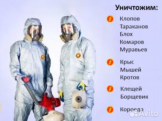 Уничтожим тараканы, клопы, крысы, борщевик, короед