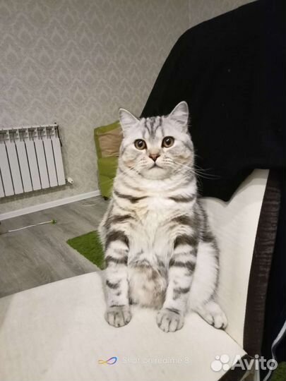 Шотландский кот вязка