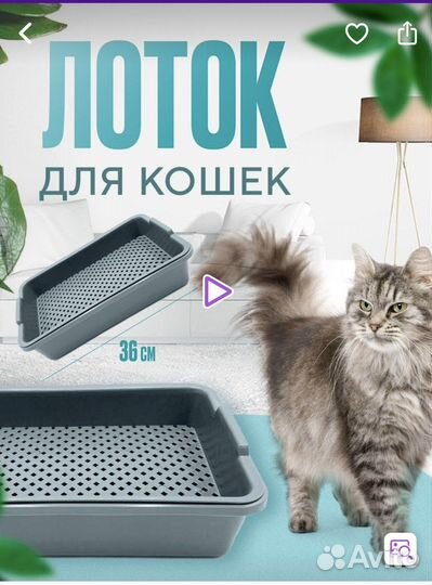 Канадский сфинкс котенок девочка