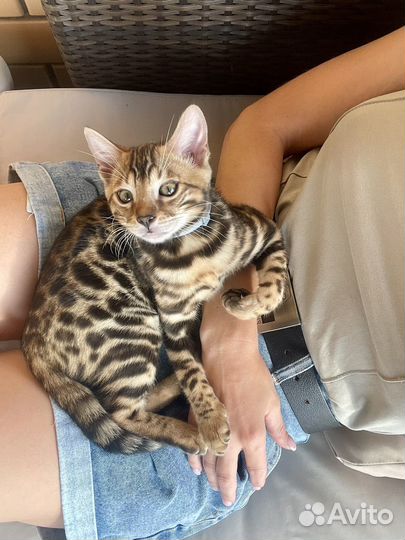 Бенгальский котенок