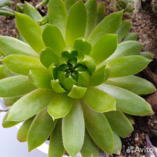 Мини композиция суккулентов