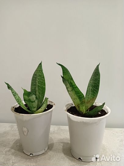 Сансевиерия ханни