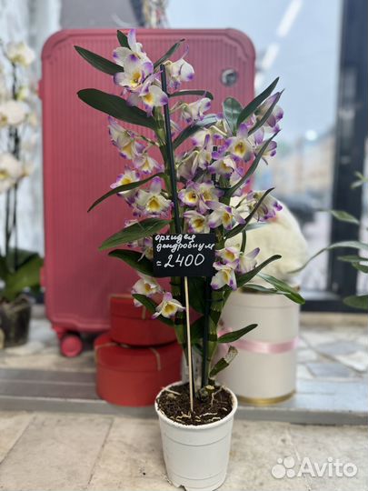 Орхидея дендробиум