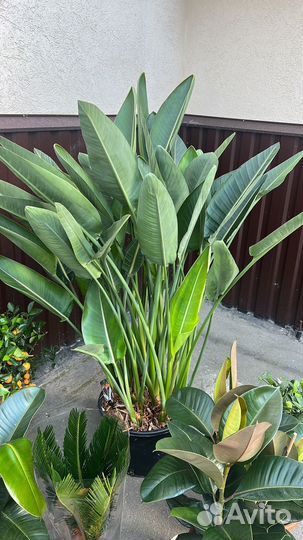 Стрелиция королевская высота 180 см