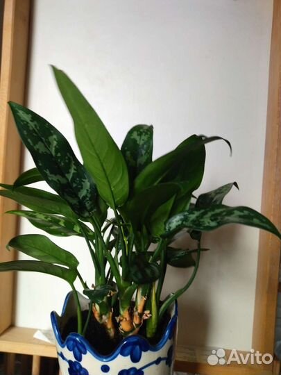 Переския, аглаонема