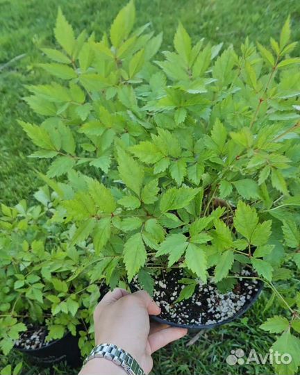 Астильба Peach Blossom