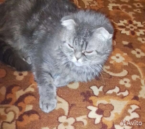 Соня в хорошие руки