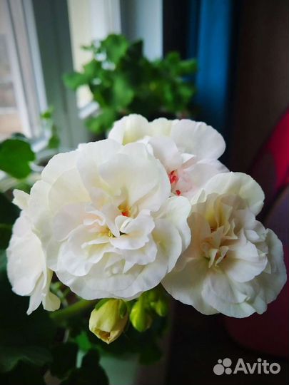 Пеларгония Viva Madeleine