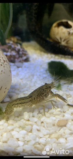 Аквариумные раки