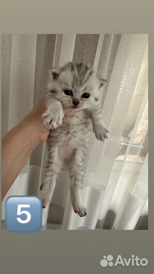 Шотландские котята