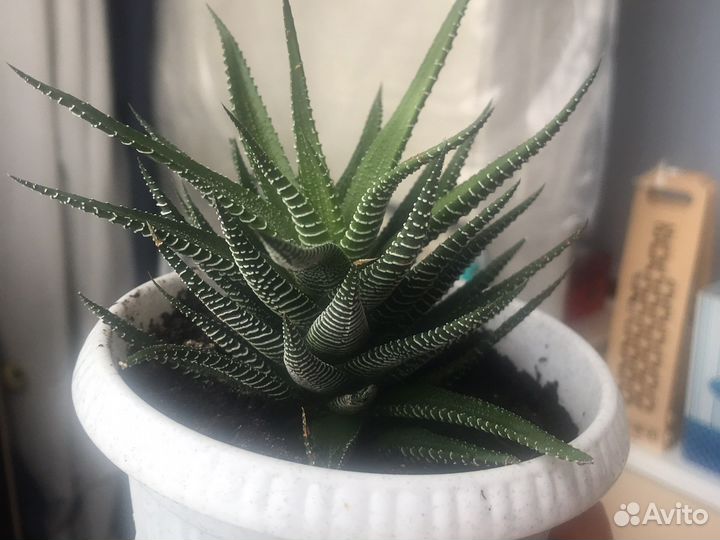 Комнатные цветы