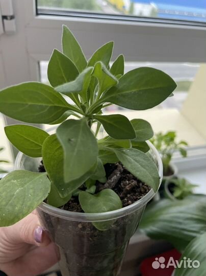 Рассада петунии