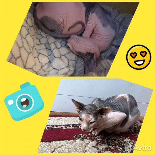 Передержка животных, домашняя гостиница