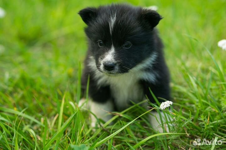 Щенки метис самоеда и лайки