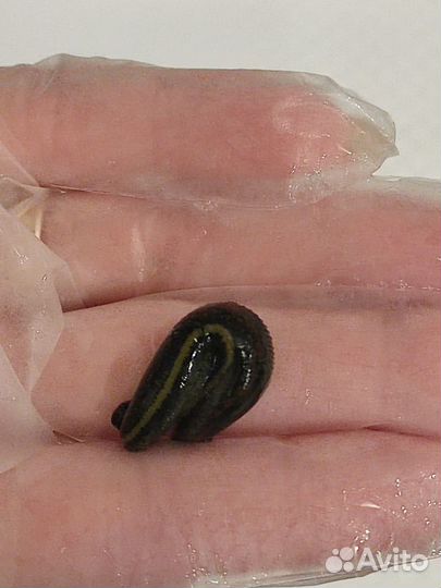 Пиявки медицинские