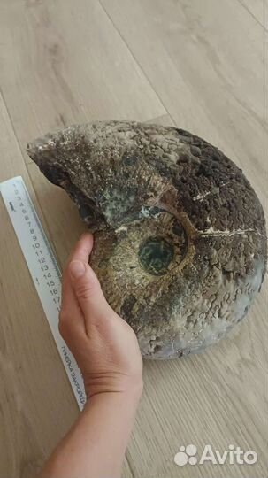 Аммонит 25 см