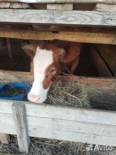 Бычок и телка