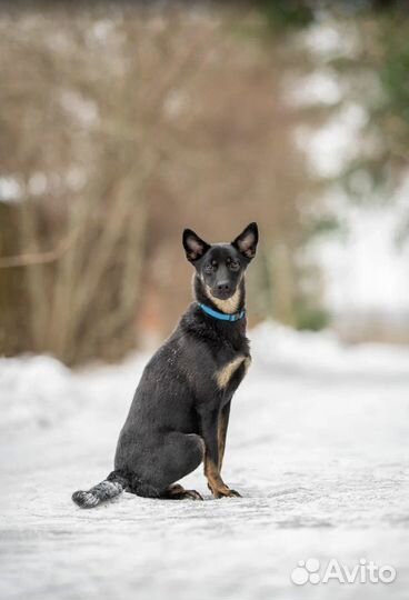 Элвиса спасли, теперь он ищет любящий дом
